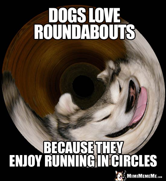 Dog Humor: Dogs love roundabouts because they enjoy running in circles