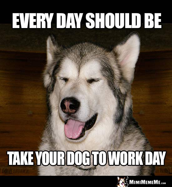 Dog Humor: Eery day should be take your dog to work day