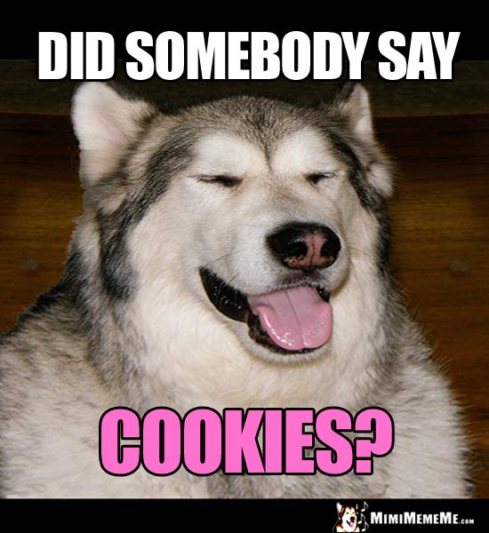 Husky Husky Asks: Did somebody say Cookies?