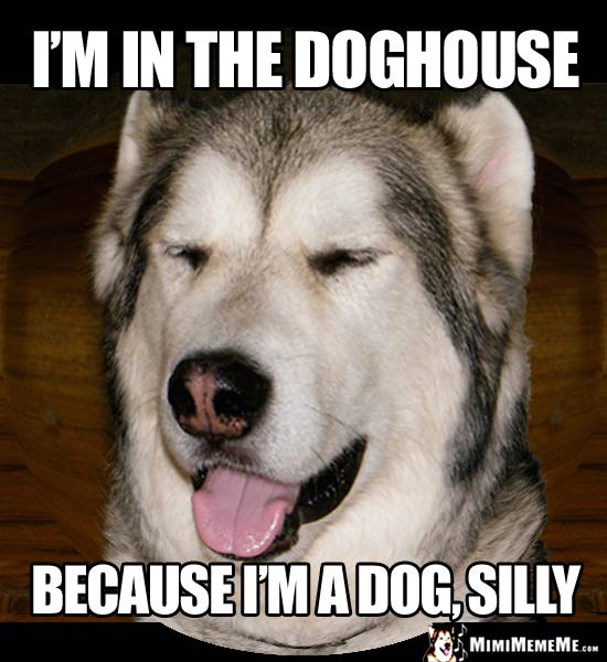 Laughing Malamute Says: I'm in the doghouse because I'm a dog, silly