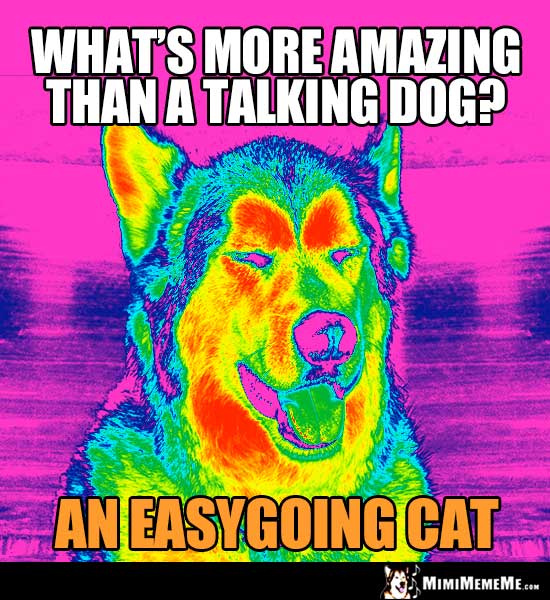 Crazed Dog Asks: What's more amazing than a talking dog? An easygoing cat