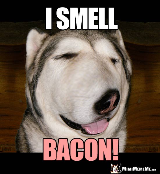 Big Nose Dog Says: I Smell Bacon!