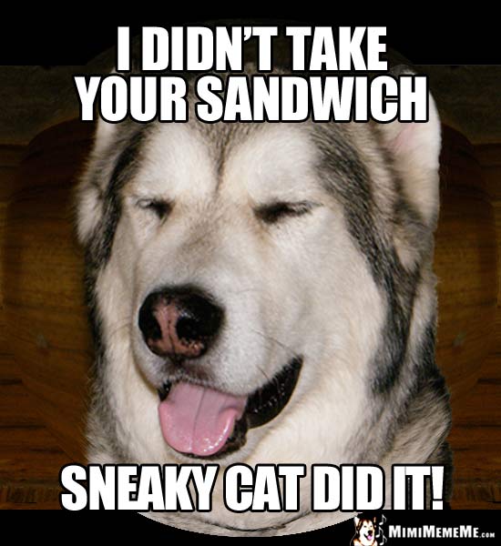 Drooling Dog Says: I didn't take your sandwich. Sneaky cat did it!