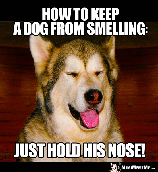 Laughing Dog Says, How to keep a dog from smelling: Just hold his nose!