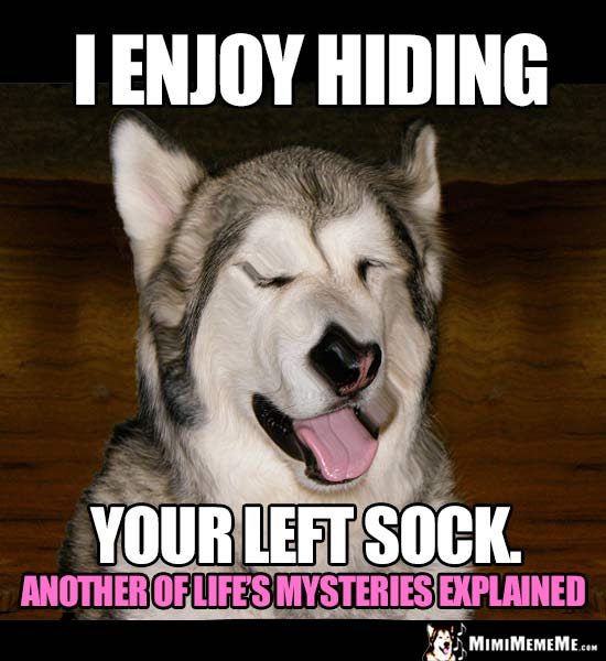 Demented Dog Says: I enjoy hiding your left sock. Another of life's mysteries explained.