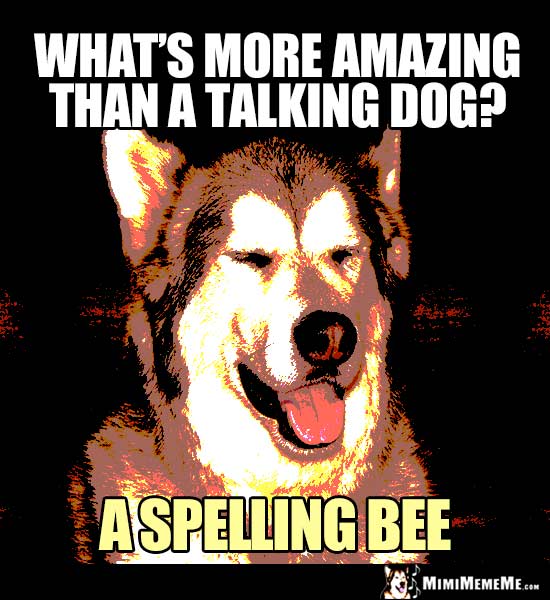 Smart Dog Asks: What's more amazing than a talking dog? A spelling bee