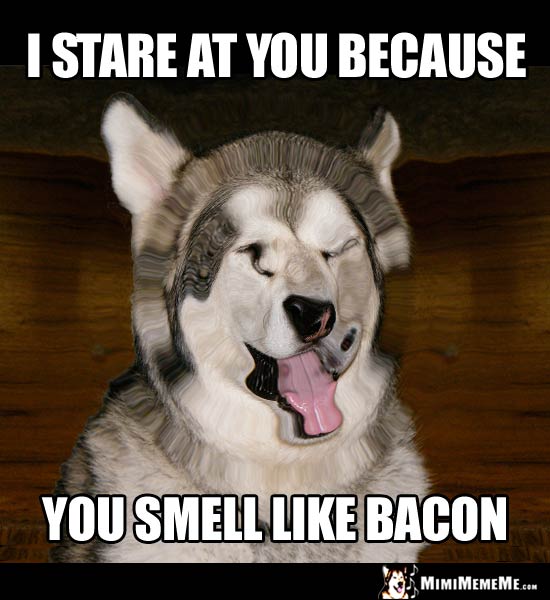Zoned Out Dog Says: I stare at you because you smell like bacon.