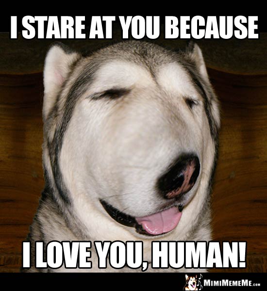 Big Nose Dog Says: I stare at you because I love you, human!