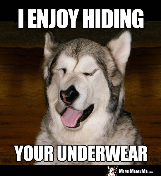 Demented Dog Says: I enjoy hiding your underwear