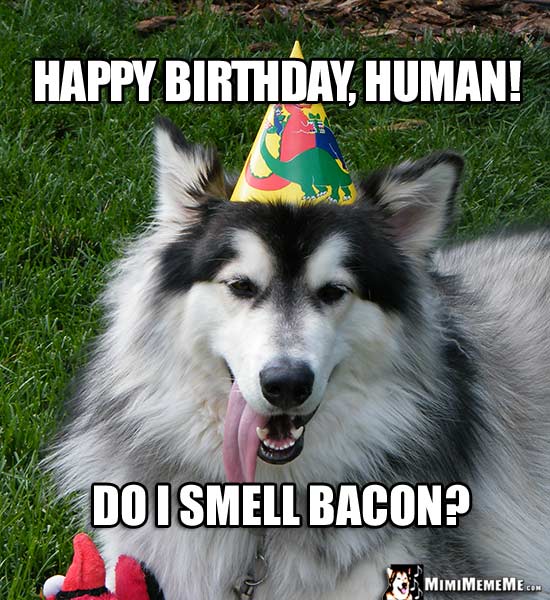 Humorous Dog Birthday Meme: Happy Birthday, Human! Do I smell bacon?