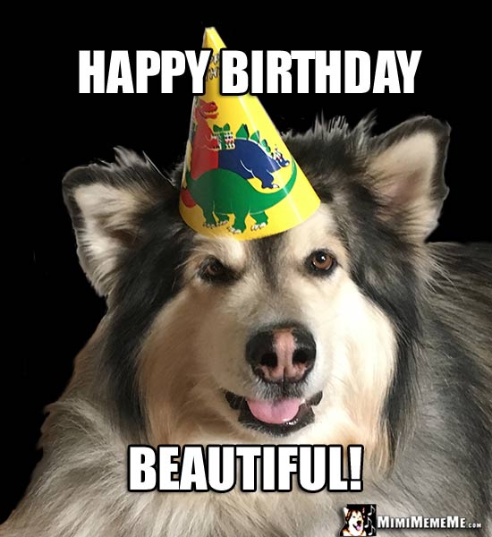 Dog Birthday Meme: Happy Birthday, Beautiful!