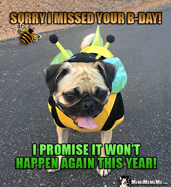 Pug in bee costumer says: Sorry I missed your B-Day! I promise it won't happen again this year!