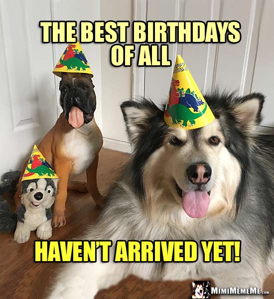Dogs in Party Hats: The best birthdays of all haven't arrived yet!