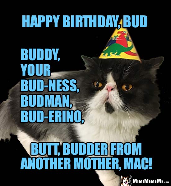 Birthday Cat: Happy Birthday, Bud, buddy, budman, budder from another...