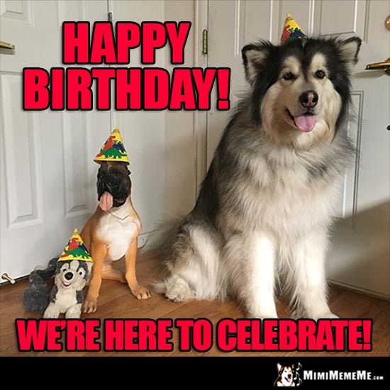 Birthday Dog Meme: Happy Birthday! We're here to celebrate!