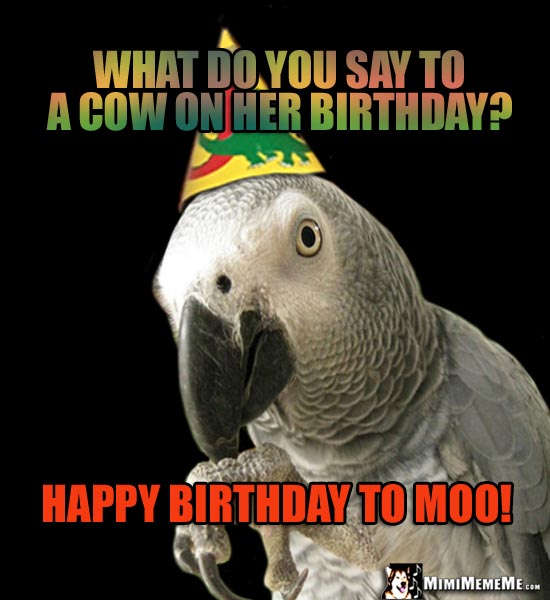 Party Parrot: What do you say to a cow on her birthday? Happy Birthday to Moo!