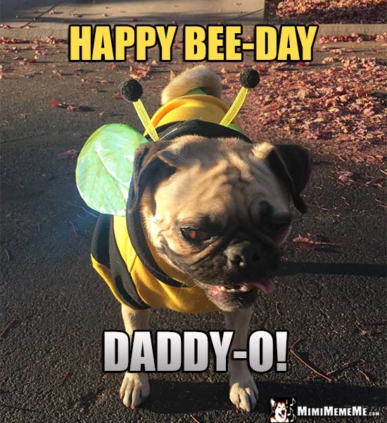 Pug in Bee Costume Says: Happy Bee-Day Daddy-O!