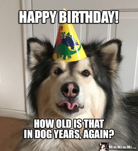 Funny Dog in Party Hat: Happy Birthday! How old is that in dog years, again?