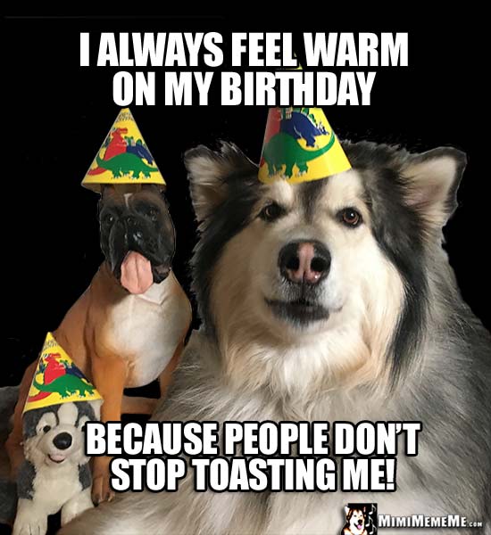 Party Dog Says: I always feel warm on my birthday because people don't stop toasting me!