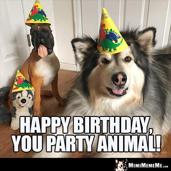 Dog Birthday Meme: Happy Birthday, you party Animal!