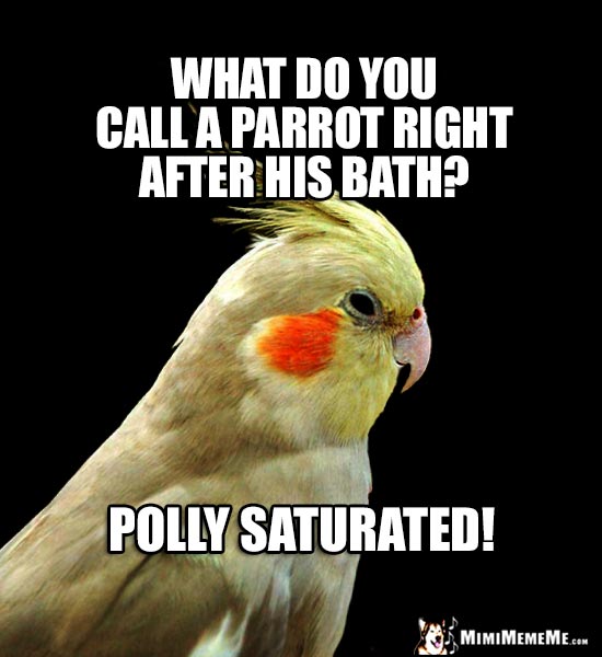 Parrot Riddle: What do you call a parrot right after his bath? Polly Saturated!