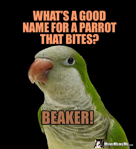 Real Life Parrot Humor: What's a good name for a parrot that bites? Beaker!