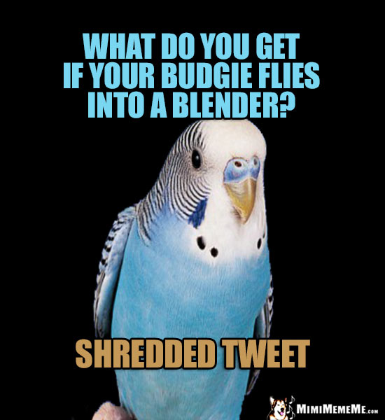 Painful Bird Joke: What do you get if your budgie flies into a blender? Shredded Tweet