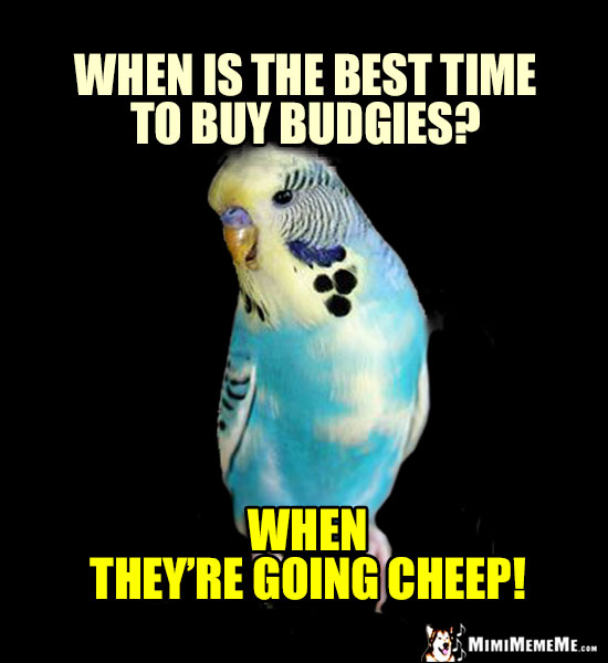 Pet Bird Joke: When is the best time to buy budgies? When they're going cheap!