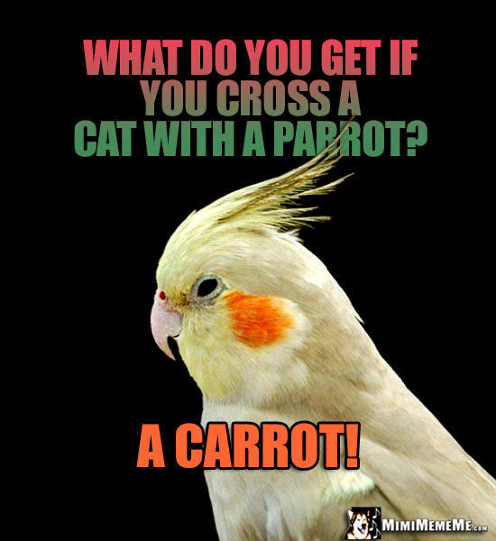 Parrot Riddle: What do you get if you cross a cat with a parrot? A Carrot!