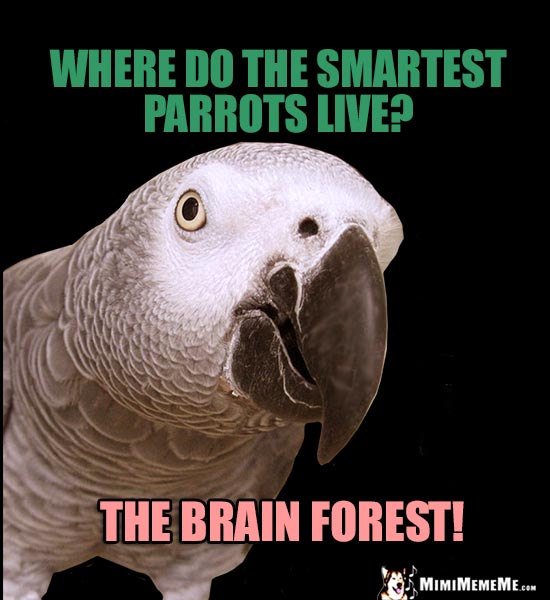 Classic Parrot Joke: Where do the smartest parrots live? The Brain Forest!