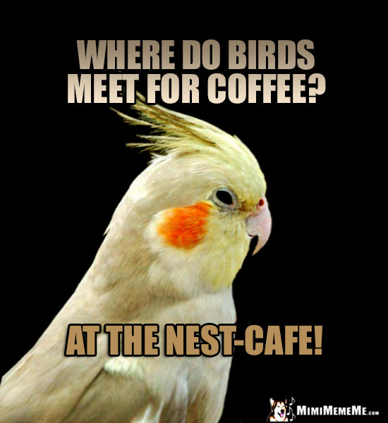 Parrot Joke: Where do birds meet for coffee? At the Nest-Cafe!