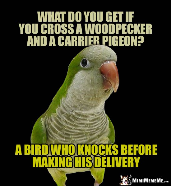 Nosy Parrot Asks: What do you get if you cross a woodpecker and a carrier pigeon? A bird who knocks before making his delivery
