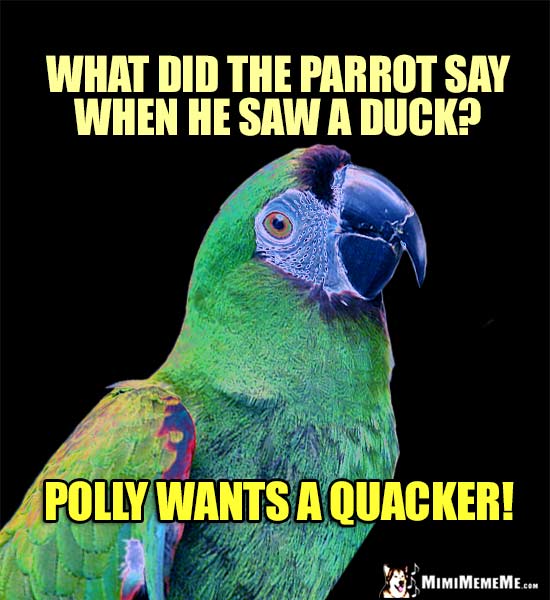 Funny Parrot Asks: What did the parrot say when he saw a duck? Polly wants a quacker!