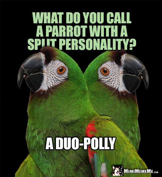 Amazon Parrot and Clone Ask: What do you call a parrot with a split personality? A Duo-Poly