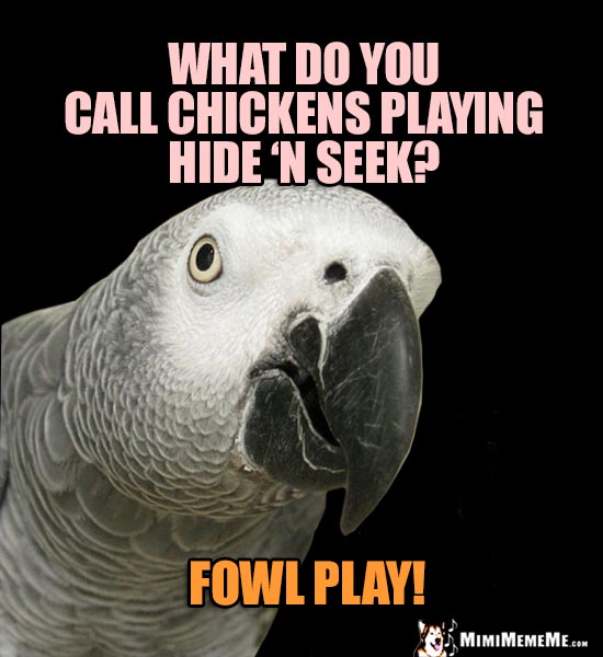 Grey Parrot Asks: What do you call chickens playing Hide 'N Seek? Fowl Play!