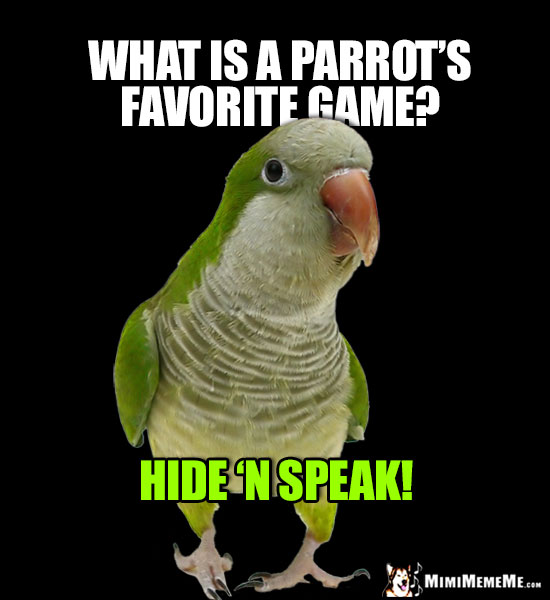 Playful Parrot Asks: What is a parrot's favorite game? Hide 'N Speak!