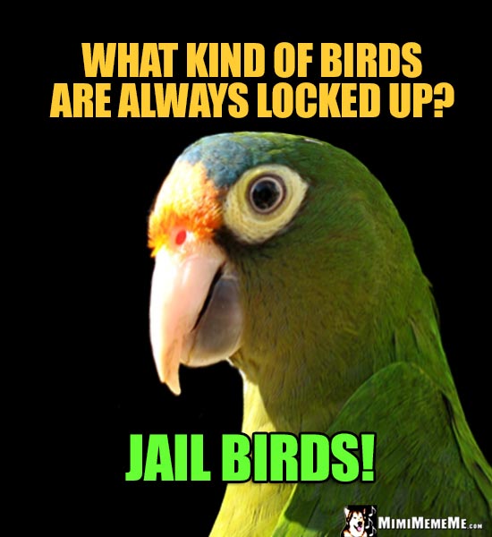 Funny Parrot Asks: What kind of birds are always locked up? Jail Birds!