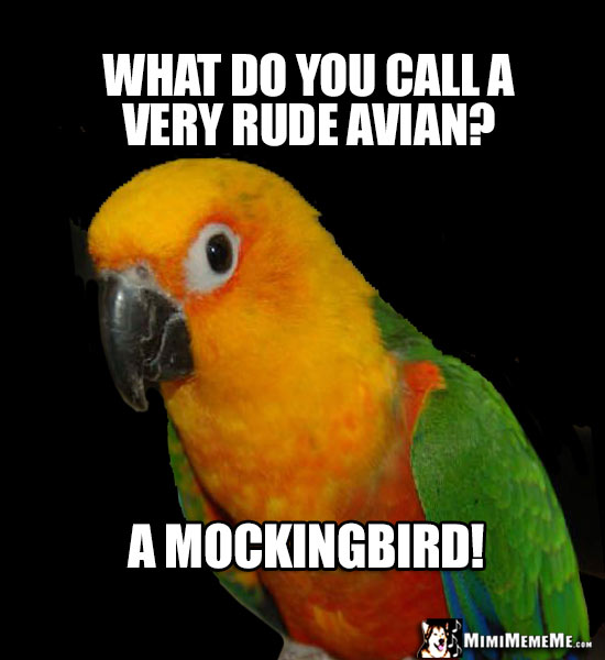 Pet Parrot Asks: What do you call a very rude avian? A Mockingbird!