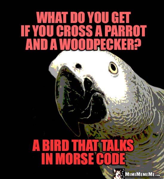 Parrot Tells Bird Jokes: What do you get if you cross a parrot and a woodpecker? A bird that talks in Morse Code
