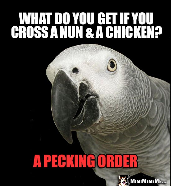 Silly Bird Joke: What do you get if you cross a nun & a chicken? A Pecking Order