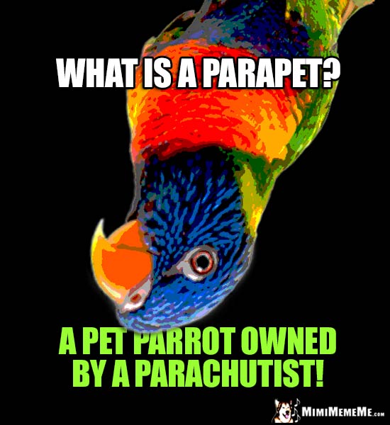Upsidedown Parrot Asks: What is a parapet? A pet parrot owned by a parachutist!