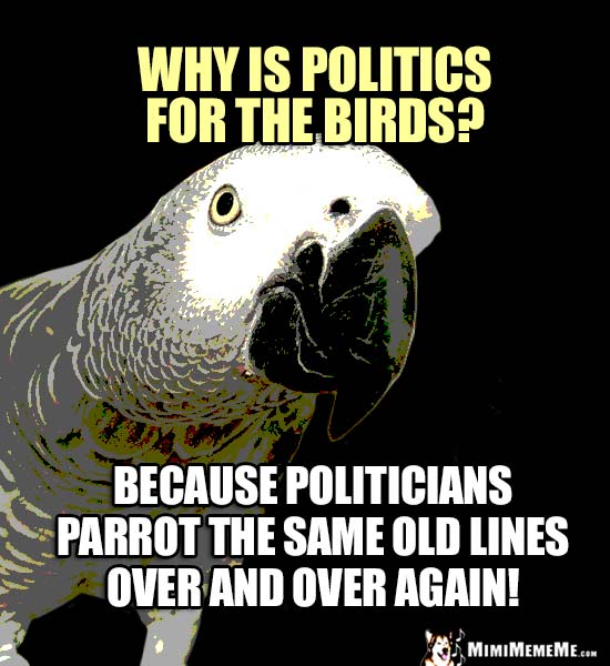 Genius Parrot Asks: Why is politics for the birds? Because politicians parrot the same old line over and over again!