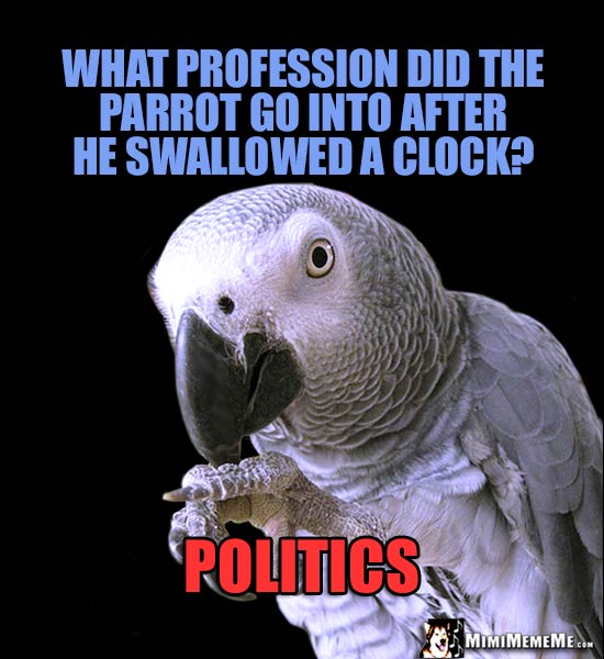 Parrot Joke: What profession did the parrot go into after he swallowed a clock? Politics