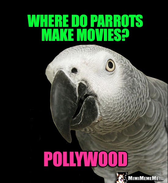 Parrot Star Asks: Where do parrots make movies? Pollywood