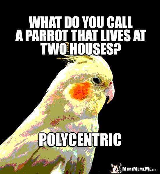 Confused Cockatiel Asks: What do you call a parrot that lives at two houses? Polycentric