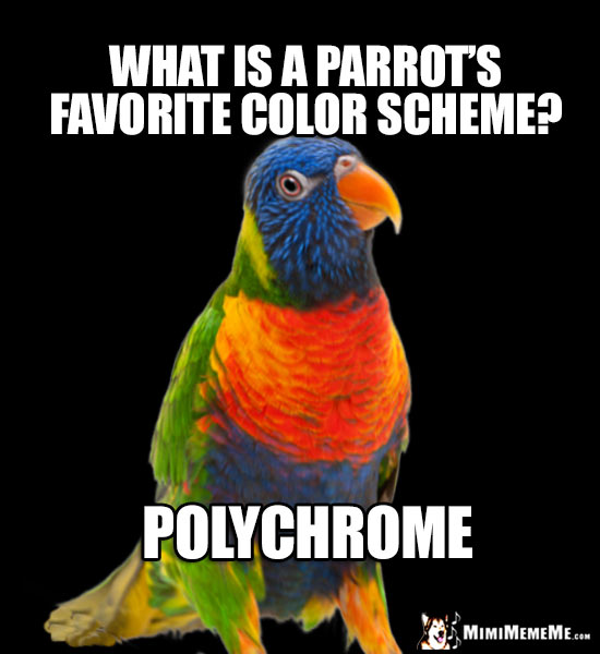 Pretty Bird Asks: What is a parrot's favorite color scheme? Polychrome