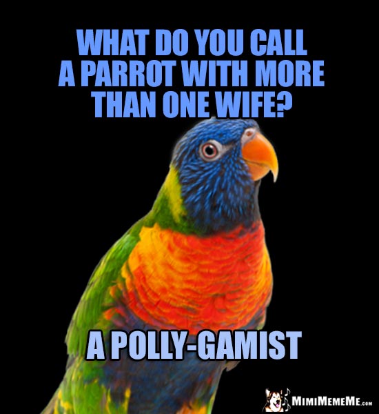 Curious Parrot Asks: What do you call a parrot with more than one wife? A Polly-Gamist