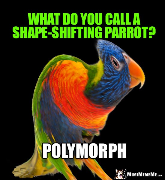 Parrot Riddle: What do you call a shape-shifting parrot? Polymorph