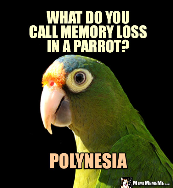 Forgetful Parrot Wants to Know: What do you call memory loss in a parrot? Polynesia