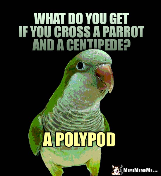 Nosy Parrot Asks: What do you get if you cross a parrot and a centipede? A Polypod
